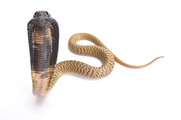 Egyptische Cobra Naja Haje Baby — Stockfoto