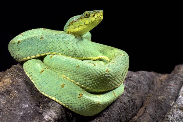 Amazon palmviper, Bothrops bilineatus bilineatus
