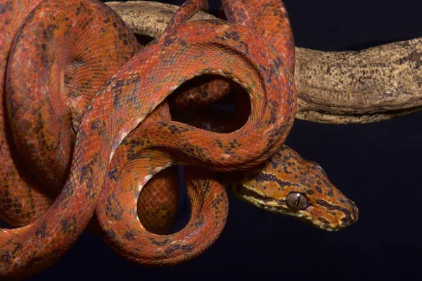 Amazonka Boa Corallus Hortulanus — Zdjęcie stockowe