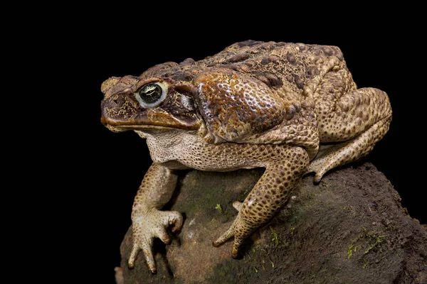 Giant Toad Rhinella Marina — Stock Photo, Image