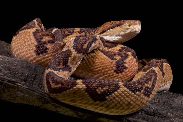 Bushmaster, Lachesis muta muta