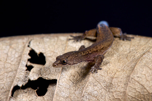 Brazilian pygmy gecko, Chatogekko amazonicus 