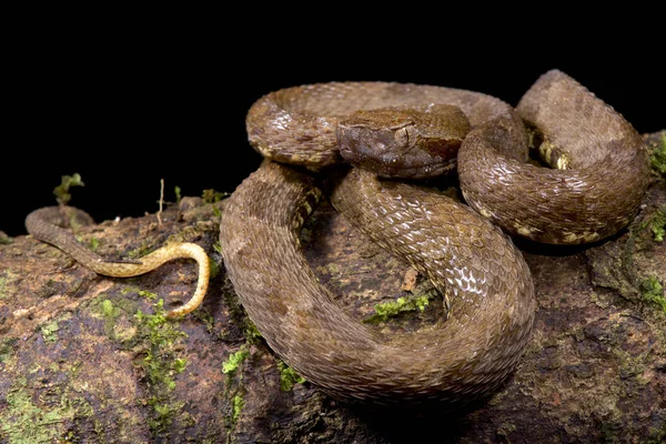 Lancehead Bothrops Atrox Animal —  Fotos de Stock