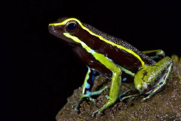 Dardo Envenenado Trivirgatus Ameerega Trivittatus — Fotografia de Stock