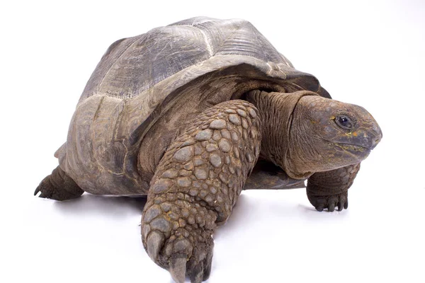 Aldabra Riesenschildkröte Aldabrachelys Gigantea — Stockfoto