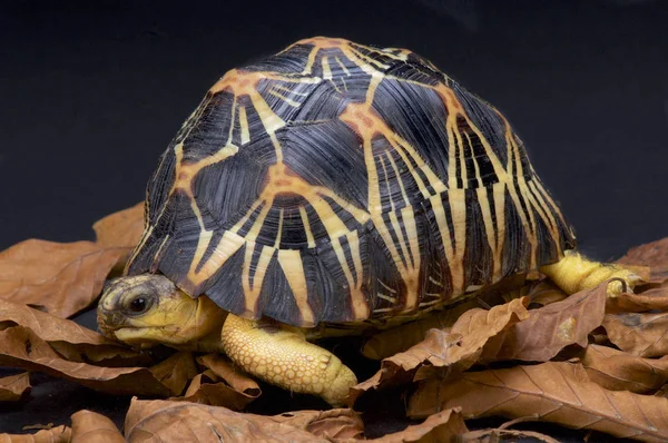 Radyasyonlu kaplumbağa (Astrochelys radiata) Madagaskar muhteşem kaplumbağa türüdür.