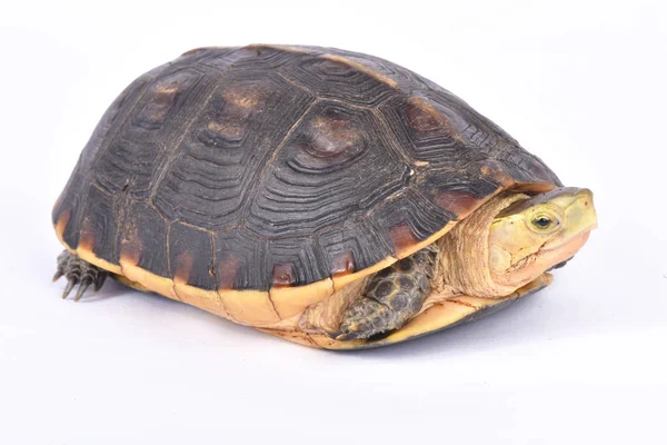 Chiński Żółwia Agapornis Flavomarginata Flavomarginata — Zdjęcie stockowe