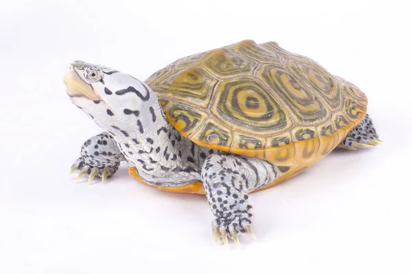 Carolina Diamondback Schildkröte Malaclemys Terrapin Centrata — Stockfoto