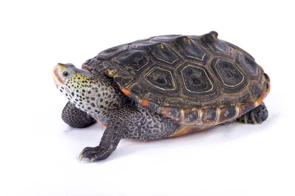 Texas Diamondback Terrapin Malaclemys Terrapin Littoralis — Foto Stock