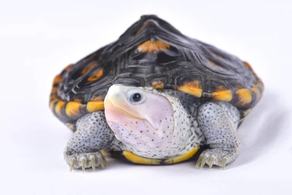 Schmuckschildkröte Malaclemys Schildkröte Makrospilota — Stockfoto