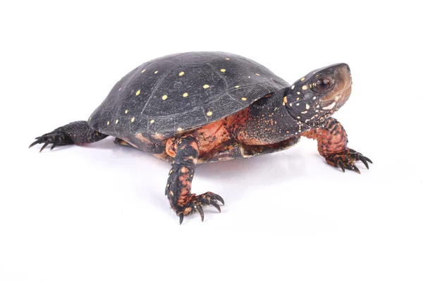 Fleckschildkröte Clemmys Guttata — Stockfoto