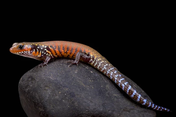 Feuerskink Lepidothyris Fernandi — Stockfoto