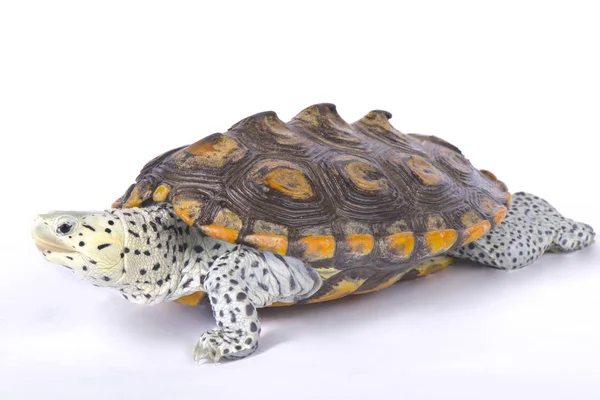 Carolina Diamondback Terrapin Malaclemys Terrapin Centrata — Foto Stock