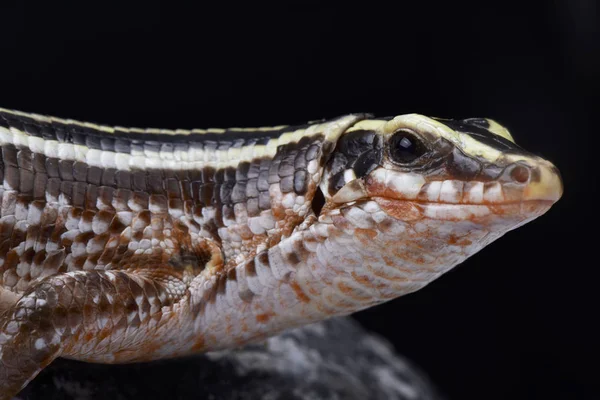 Čtyři Lemované Obepínala Ještěrka Zonosaurus Quadrilineatus — Stock fotografie