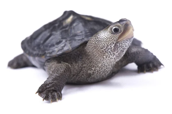 Żółw Diamentowy Malaclemys Terrapin — Zdjęcie stockowe