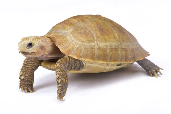 Längliche Schildkröte Indotestudo Elongata — Stockfoto