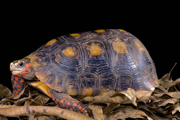 Chelonoidis Carbonaria Красноногая Черепаха — стоковое фото