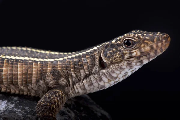 Dev kertenkele, Matobosaurus validus kaplama