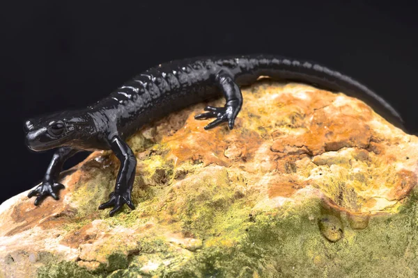 Salamandra Alpina Salamandra Atra Atra —  Fotos de Stock