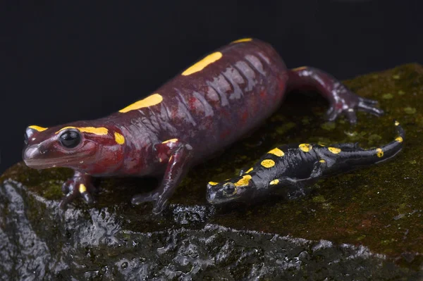 Rif Dağ Yangın Semender Salamandra Algira Çiçeği Anne Bebek — Stok fotoğraf