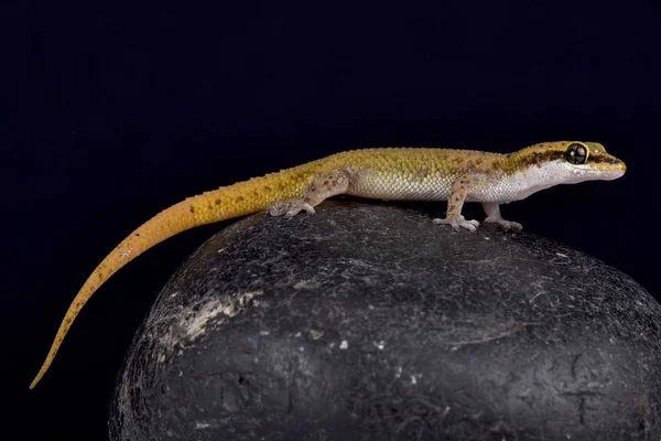 Kıt zemin Gecko, Dixonius melanostictus