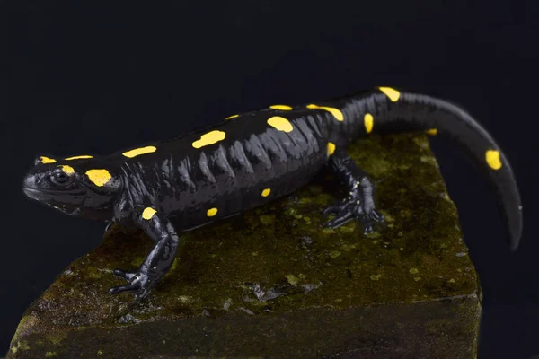 North African Fire Salamander Salamandra Algira Tingitana — Stock Photo, Image