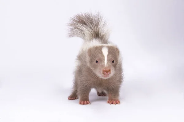 Striped Skunk Mephitis Mephitis Baby — Stock Photo, Image