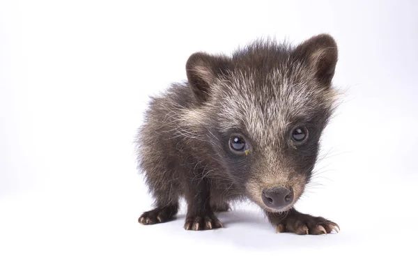 Cão Guaxinim Nyctereutes Procyonoides — Fotografia de Stock