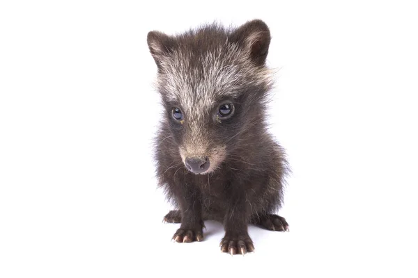 Raccoon Dog Nyctereutes Procyonoides — Stock Photo, Image