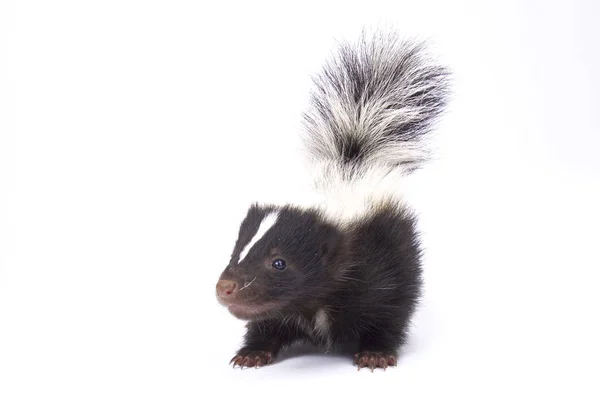 Baby Gestreepte Skunk Mephitis Mephitis — Stockfoto