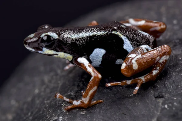 Strawberry Dart Frog Oophaga Pumilio Bocas Del Toro — Stock Photo, Image