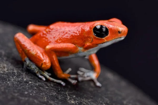 Strawberry Dart Frog Oophaga Pumilio Quebrada Sal — Stock Photo, Image