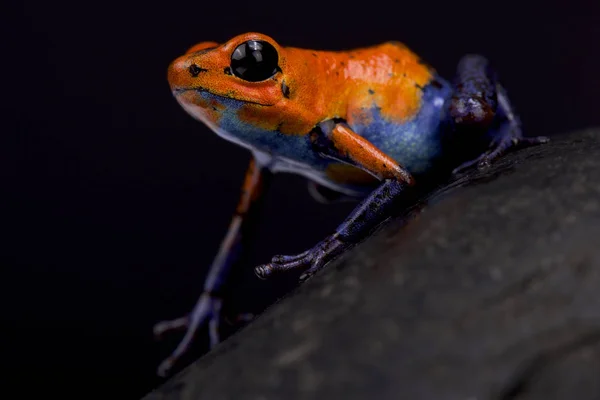 Клубника Дарт Лягушки Oophaga Pumilio Голубой Джинс Никарагуа — стоковое фото