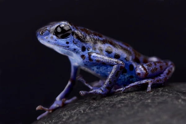 Blue strawberry dart frog, Oophaga pumilio \