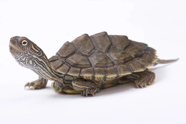 Texas Map Turtle Graptemys Versa — Stock Photo, Image