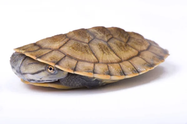 Geoffroys Side Necked Turtle Phrynops Geoffroanus — Stock Photo, Image