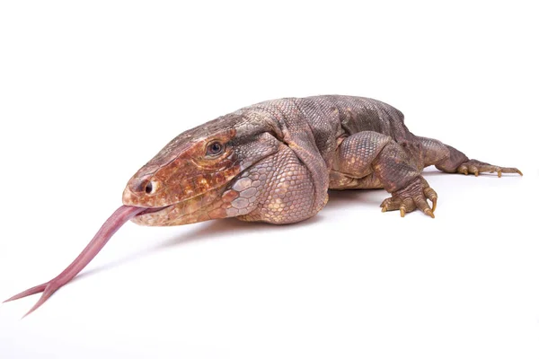 Den Argentinska Röda Tegu Tupinambis Rufescens Gigantisk Ödla Kluven Tunga — Stockfoto