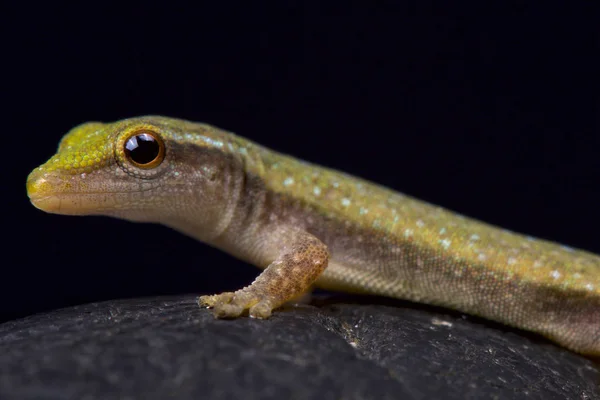 Gecko Νάνος Του Φίσερ Lygodactylus Fischer — Φωτογραφία Αρχείου