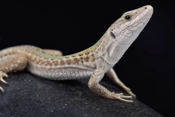 Italian Wall Lizard Podarcis Sicula Campestris — Stock Photo, Image