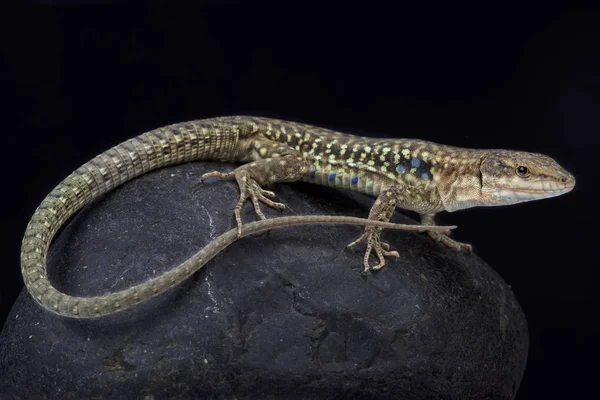 Tiren duvar kertenkele, Podarcis tiliguerta tiliguerta