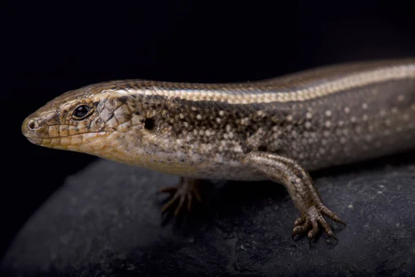 Skink Três Dedos Ocidental Chalcides Striatus — Fotografia de Stock