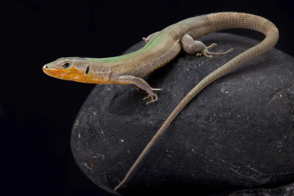 Dalmaçya duvar kertenkele, Podarcis melisellensis fiumana