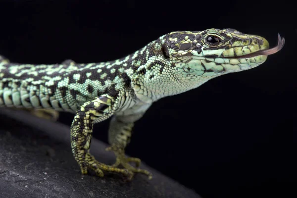 Cyren'ın rock kertenkele, Iberolacerta cyreni cyreni