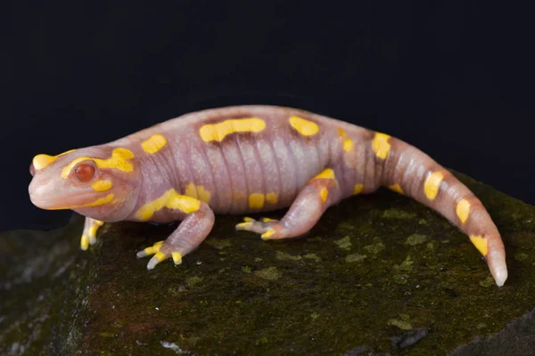 Bared Fire Salamander Salamandra Terrestris Albino — Stock Photo, Image