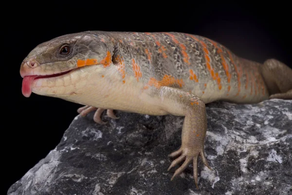 Αλγερινό Λιακόνι Eumeces Algeriensis Είναι Ένα Μεγάλο Πολύχρωμο Σαύρα Είδη — Φωτογραφία Αρχείου