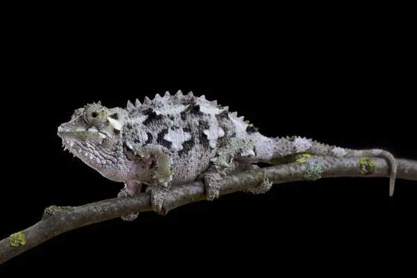Chameleon Колючій Боків Trioceros Laterispinis — стокове фото