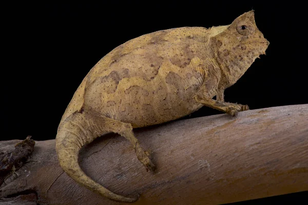 Perinet Foglia Chameleon Brookesia Therezieni — Foto Stock