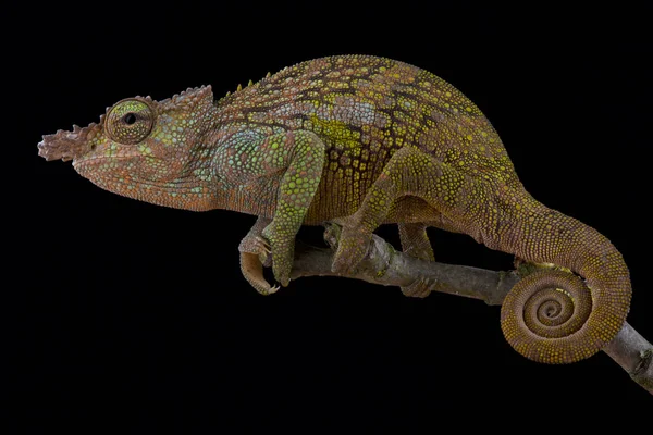 Bohmes Two Horned Chameleon Kinyongia Boehmei Male — Stock Photo, Image