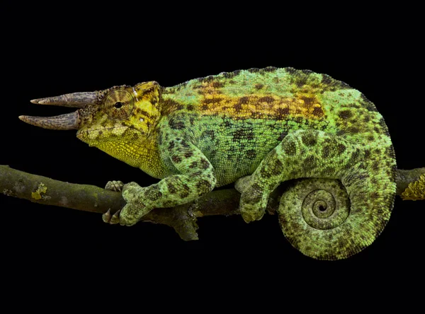 Camaleão Johnston Trioceros Johnstoni — Fotografia de Stock