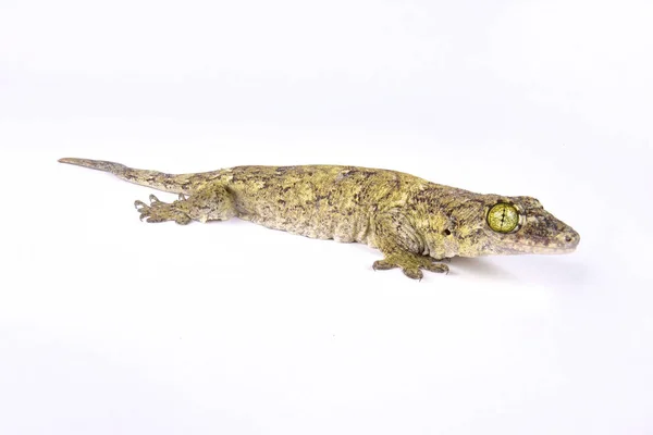 Four Clawed Gecko Gehyra Vorax — Stock Photo, Image